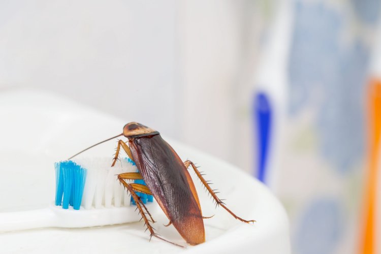 ¿Qué enfermedades provocan las cucarachas?