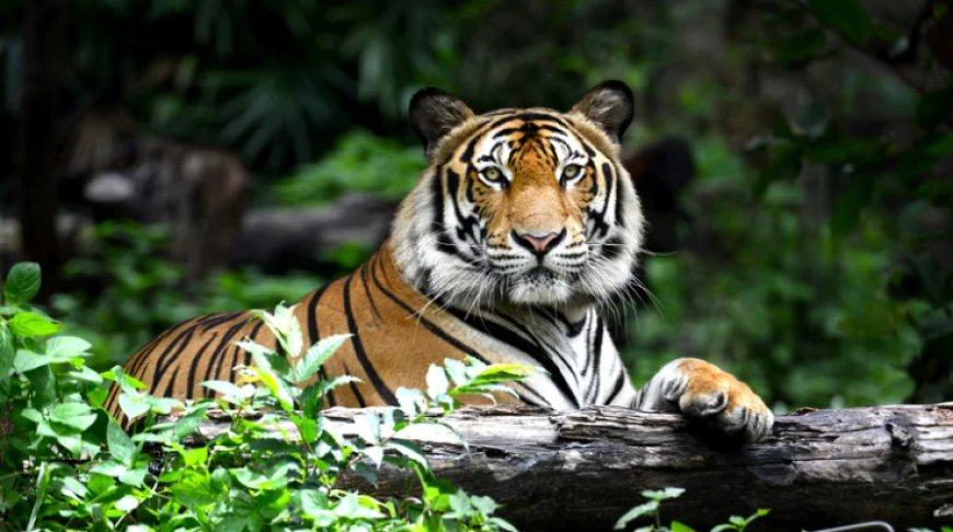 ¿Qué está pasando con la población de tigres en India?
