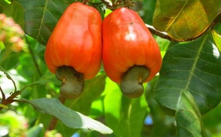 Segundo Festival del Marañón se llevará a cabo en San Vicente