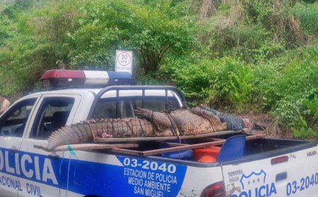 PNC rescata a un cocodrilo  que se encontraba en cautiverio en San Miguel