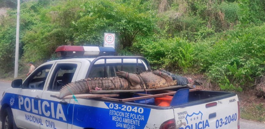 PNC rescata a un cocodrilo  que se encontraba en cautiverio en San Miguel