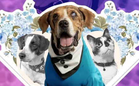 Ley Ángel: Colombia aprueba ley que refuerza la lucha contra el maltrato animal