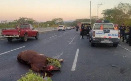 Accidente de tránsito deja a dos motociclistas lesionados y un caballo muerto