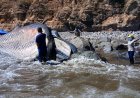 MARN atiende varamiento de ballena Bryde en zona costera de La Unión