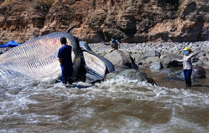 MARN atiende varamiento de ballena Bryde en zona costera de La Unión